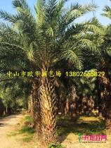 棕榈科