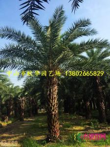 中东海枣