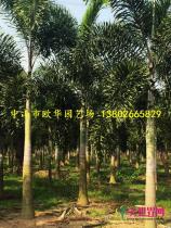 棕榈科