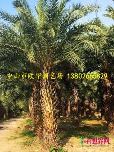 中东海枣